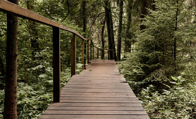 Forest nature. Spring deciduous woods with wood trail, wooden footpath, path forward. Green woodland