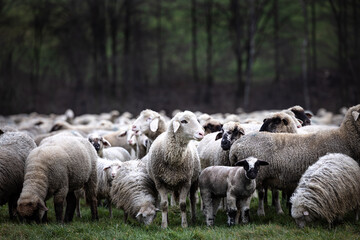 Sheep with sheep herd in the field, Germany, Europe
