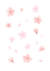 ふんわりかわいい桜の花の水彩イラスト（透過PNG）