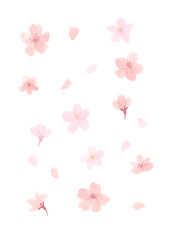 ふんわりかわいい桜の花の水彩イラスト（透過PNG） © calmspring