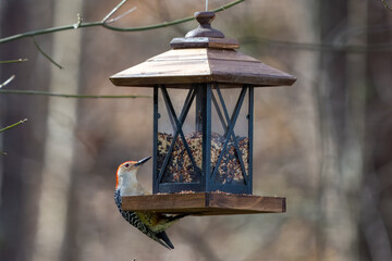 Woodpecker and a Bird Feeder