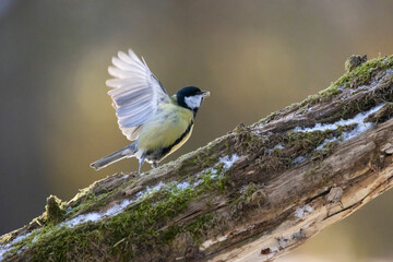 A black tit or also called coal tit at a feeding place at the Mönchbruch pond in a natural reserve in Hesse Germany. Looking for food in winter time.