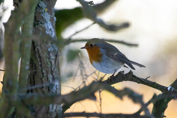 A robin songbird looking for food in winter, sitting on a branch of a tree in the city forest of Frankfurt in Hesse, Germany.