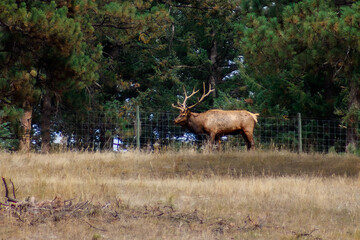 Fototapeta premium Elk in the woods