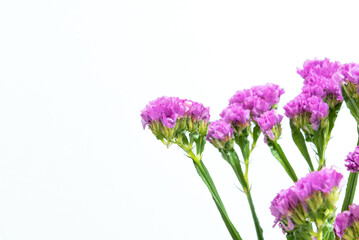 Obraz premium スターチス