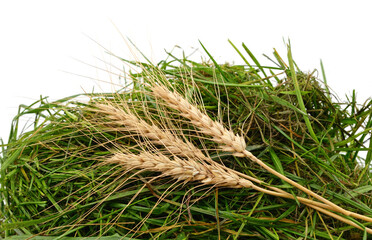 Three ears of wheat on a pile of grass.