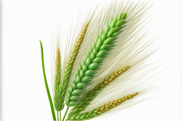 Fototapeta premium Wheat ear in green, isolated on a white background. Generative AI