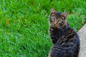 Fototapeta na wymiar cat on green grass