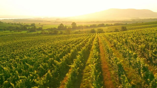 Aerial Drone Shot of Sunny Wineyard at Sunrise.