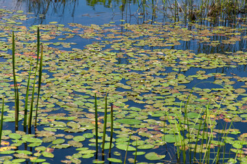 lily pads on water in new england