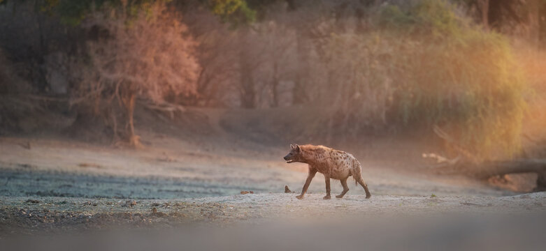 Spotted hyena, Crocuta crocuta walking on dry river bad against forest, illuminated of setting sun. Vibrant colors, african Safari theme. Mana Pools, Zimbabwe.