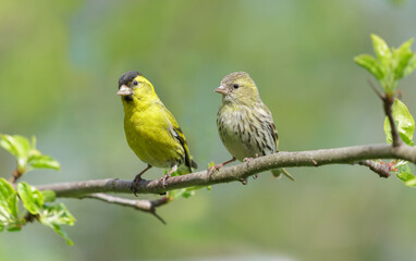 Two Little bird sitting on branch of  tree. Male and female the Eurasian Siskin