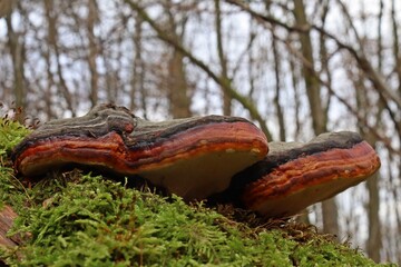 Rotrandiger Baumschwamm (Fomitopsis pinicola) an bemooster toter Fichte.