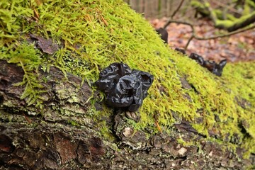 Stoppeliger Drüsling (Exidia glandulosa) auf bemoostem Ast