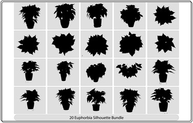 Flower aster silhouette vector bundle collection
