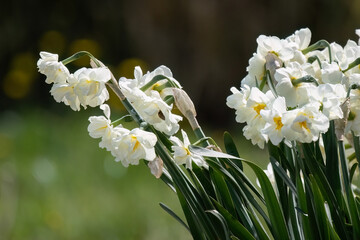Narcissus plant beautiful white spring flower blur background correct