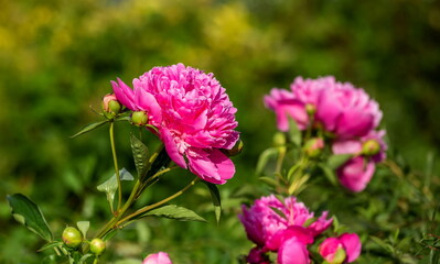 luxurious large pink peonies in the garden