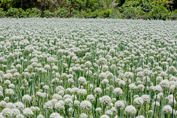 Onion plantation, showing details of its stem and flower, in Arequipa, Peru.