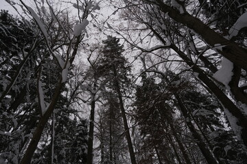 trees in winter