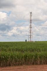 Cell tower in sugar cane plantation.