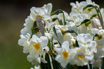 Narcissus plant beautiful white spring flower blur background correct