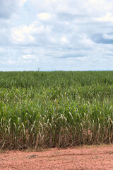 Sugar cane plantation. Blue sky with white clouds.