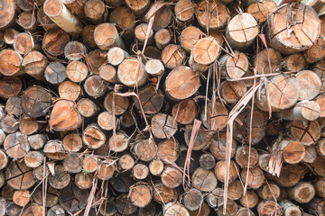 Close up of reforestation wood pile trunks.