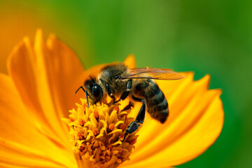Honeybee worker bee on a yellow flower