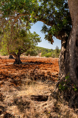 The Natural Side to Ibiza away from the tourist areas