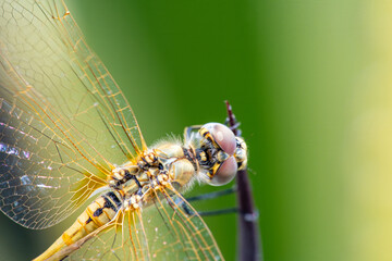 The dragonfly got hooked with its paws