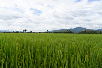 Green Terraced Rice Field. rice is growing in the field background