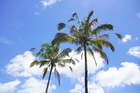 A picture of two nice coconut trees against a bright blue sky