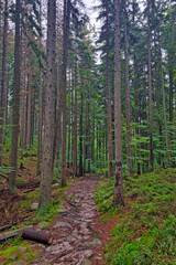 Obraz premium Hiking trail in the wet green autumn forest.