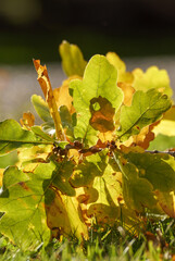 oak leaves in autumn