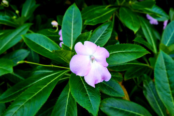 Close-up of the flowering flower Balsamina in the garden.