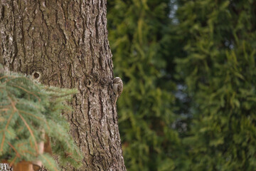 a short-toed treecreeper, certhia brachydactyla, climbing at the tree trunk from a swiss stone pine © DoreenB. Photography