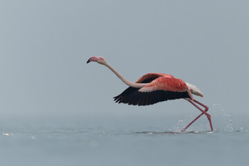 Greater Flamingos takeoff at Asker coast in the morning, Bahrain