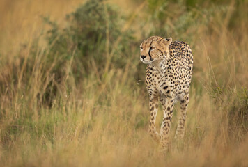 Cheetah walking in the mid of tall grasses, Masai Mara