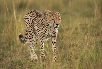 Portrait of a Cheetah, Masai Mara, Kenya