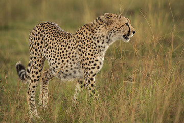 Cheetah walking in the mid of tall grasses, Masai Mara