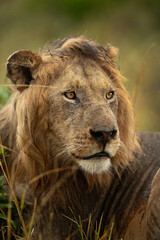 Portrait of a Lion mane after rain at Masai Mara, Kenya