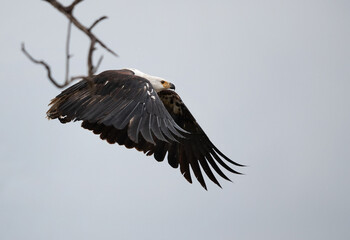 A Fish Eagle takoff from a tree at Masai Mara, Kenya