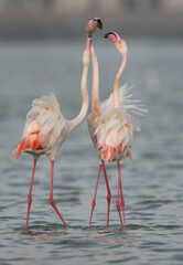 Greater Flamingos territory dispute while feeding at Eker creek, Bahrain
