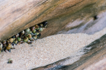Sea snails background