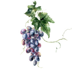Watercolor tropical card of ripe black grape and leaves. Hand painted branch of fresh dark blue fruits isolated on white background. Tasty food illustration for design, print, fabric or background.