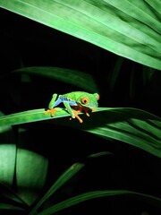 green red eye tree frog
