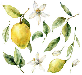 Watercolor tropical set of ripe lemons, flowers and leaves. Hand painted branch of fresh yellow fruits isolated on white background. Tasty food illustration for design, print, fabric or background.
