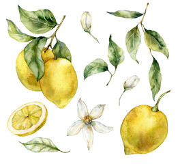Watercolor tropical set of ripe lemons, leaves and flowers. Hand painted branch of fresh yellow fruits isolated on white background. Tasty food illustration for design, print, fabric or background.