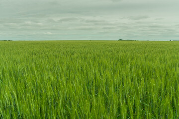 green wheat field