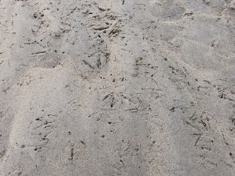 Kelp Gull footprints on the beach (Larus dominicanus)